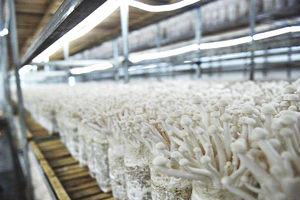 出口波黑一化工企業(yè)用單臺4噸燃氣蒸汽鍋爐